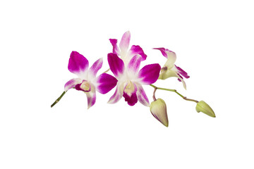 Purple orchid flower isolated on white