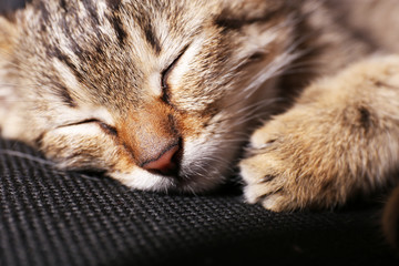 Fototapeta na wymiar Sleeping kitten closeup