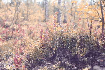 Fototapeta na wymiar texture of autumn forest moss leaves red cranberries