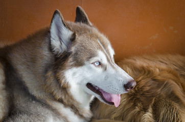Portrait of Siberian Husky