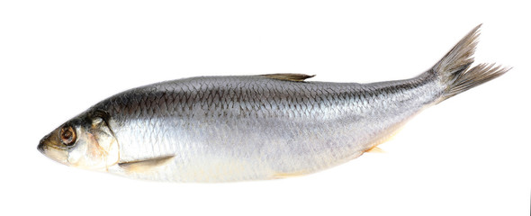 Fresh herring fish isolated on white