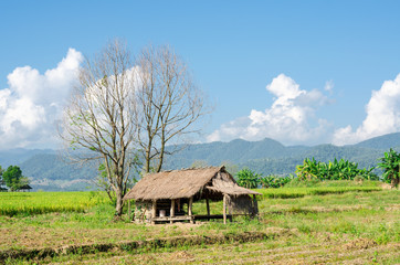 Fototapeta na wymiar natural landscape of rice field, farmland in Thailand