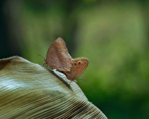 Common Evening Brown - melanitis leda butterflies , mating