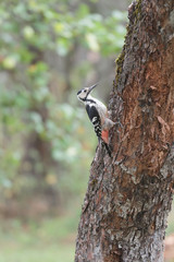 White-backed woodpecker female looking for food