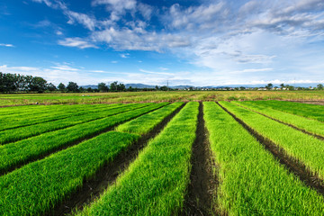 Fototapeta na wymiar Rice field under cloudy sky