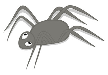 Spider Insect