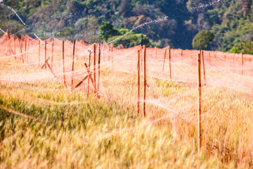 Fototapeta premium Watering of golden barley field