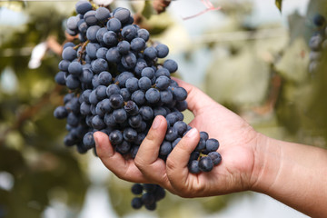 Wine grape quality control by hand in vineyard - 72704047