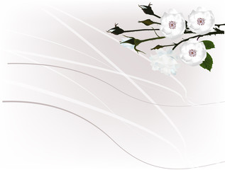 background decorated by white roses