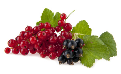 currants on a white background