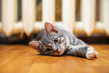 domestic lazy short-haired young whiskered cat lying and stretch