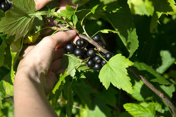 hands of a young girl tearing black currants