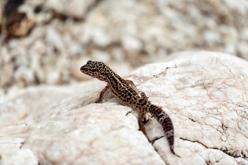 Gecko lizard on rocks