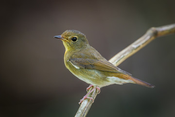 Close up of female Chinese Blue Flycatcher