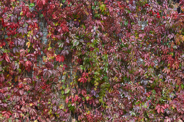 Autumn leaves of  grapes on  wall.