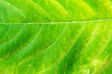 Texture background of backlight fresh green Leaf