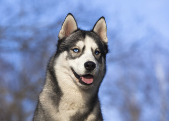 Portrait of Siberian Husky