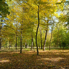 Naklejka premium Fallen leaves in autumn forest