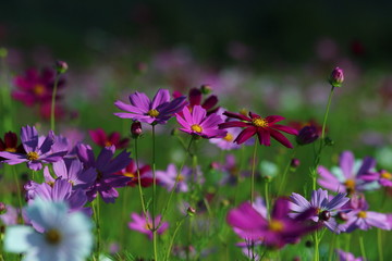 Fototapeta premium Flowers