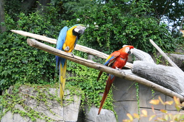 Pappagalli