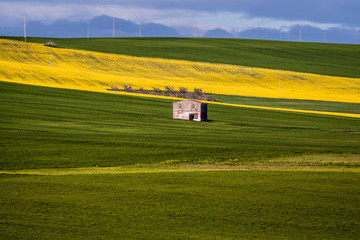 Obraz premium Nei campi