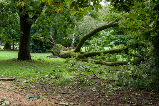 Fallen tree after a storm. Margaret Island, Budapest, Hungary.