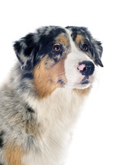 australian shepherd