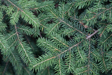 Evergreens