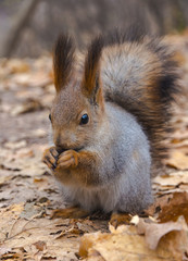 Eurasian red squirrel