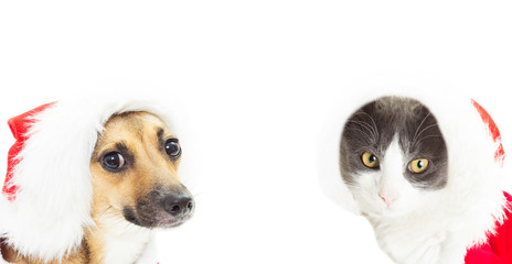 cat and dog in Christmas costume isolated on white background