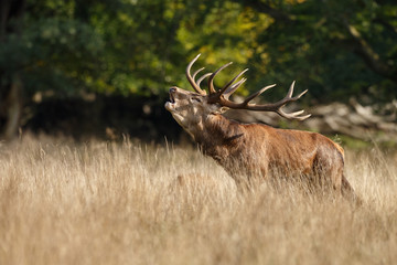Red Deer roars in mating season
