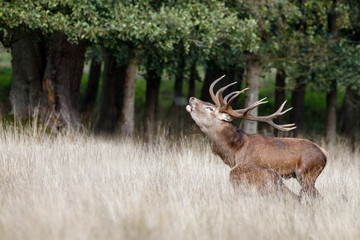Naklejka na ściany i meble Red deer roars in mating season