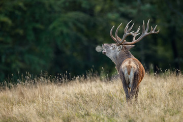 Large mature Red Deer stag bellowing and you see a breath cloud