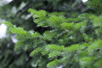 Evergreens