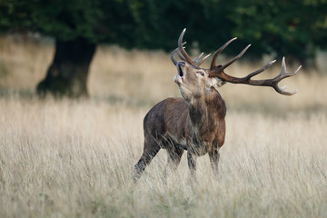 Red deer roars in mating season