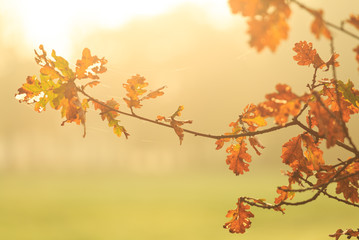Obraz na płótnie Canvas Leaves on an oak tree during an autumn sunset.