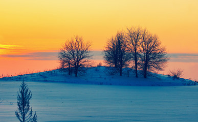 Fototapeta na wymiar Trees in the snowy field at sunset