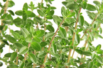 Majoran (Origanum majorana)
