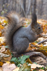 Eurasian red squirrel