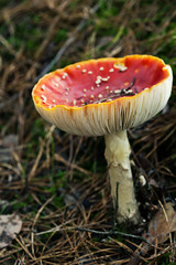 Fly agaric or fly Amanita mushroom, Amanita muscaria