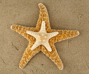 starfishes