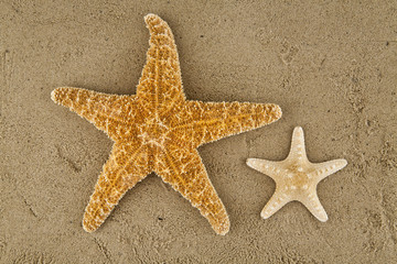 Fototapeta na wymiar starfishes