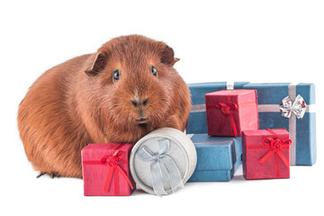 Guinea pig - animal as a gift