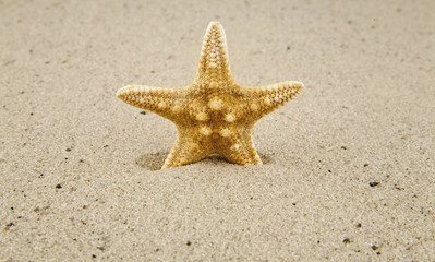 Fototapeta na wymiar starfishes