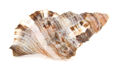cockleshell