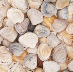 cockleshells