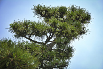 Japanese tree