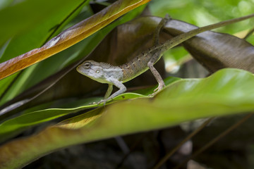 lizard on fern