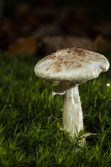Knollenblätterpilz-Amanita citrina