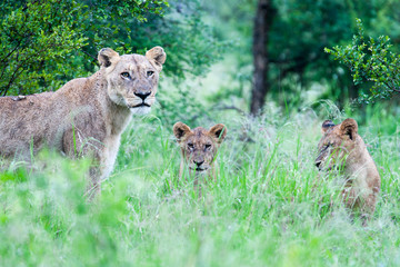 Naklejka na ściany i meble A small pride on wild Lions resting in the rain on grass